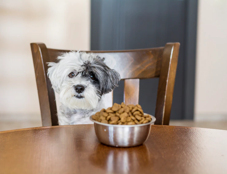Alimentazione del cane: crocchette e cibo secco