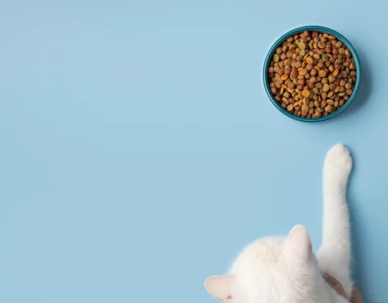 Alimentazione del gatto. cosa c'è da sapere sulla dieta dei gatti