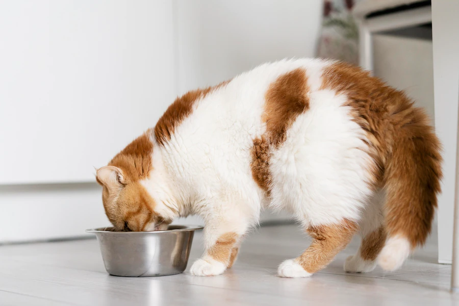 Consigli utili per l'alimentazione del gatto