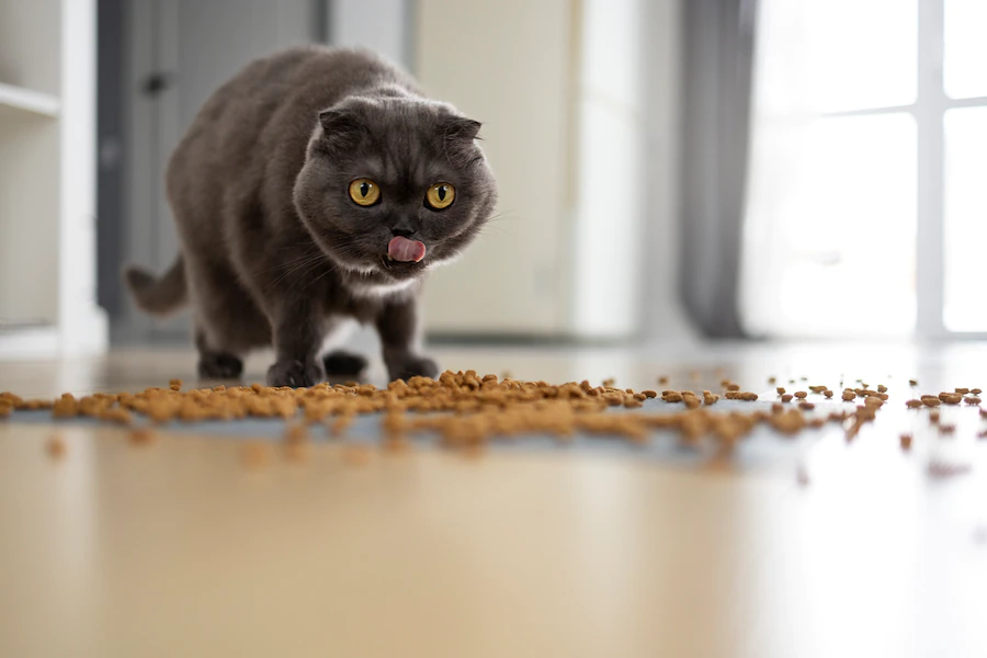 Alimentazione del gatto domestico
