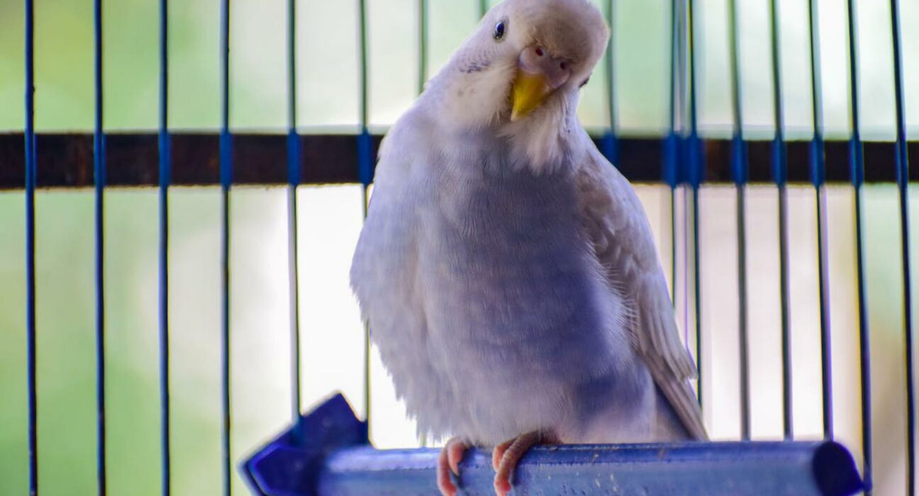 L’alimentazione del pappagallo: tutto quello che c’è da sapere