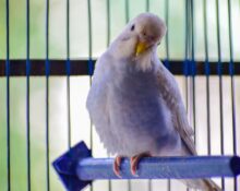 L’alimentazione del pappagallo: tutto quello che c’è da sapere