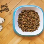 Corretta alimentazione del cane: consigli utili per la dieta alimentare dei cani