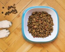 Corretta alimentazione del cane: consigli utili per la dieta alimentare dei cani