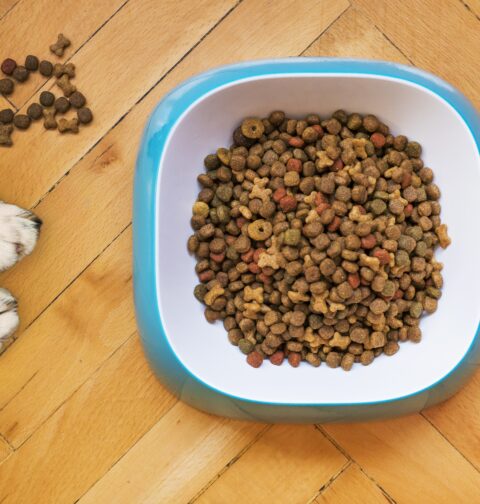 Corretta alimentazione del cane: consigli utili per la dieta alimentare dei cani
