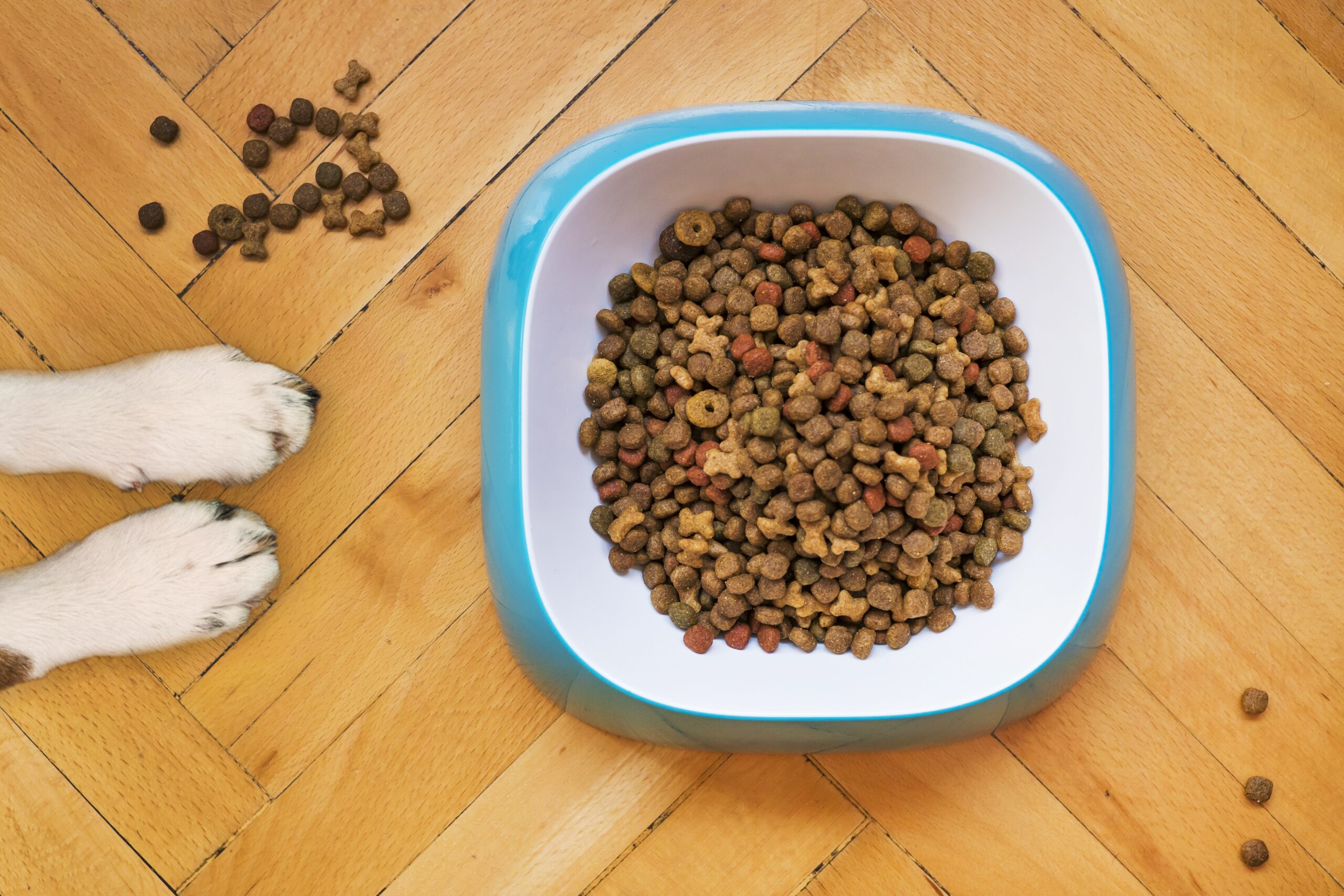 Corretta alimentazione del cane: consigli utili per la dieta alimentare dei cani