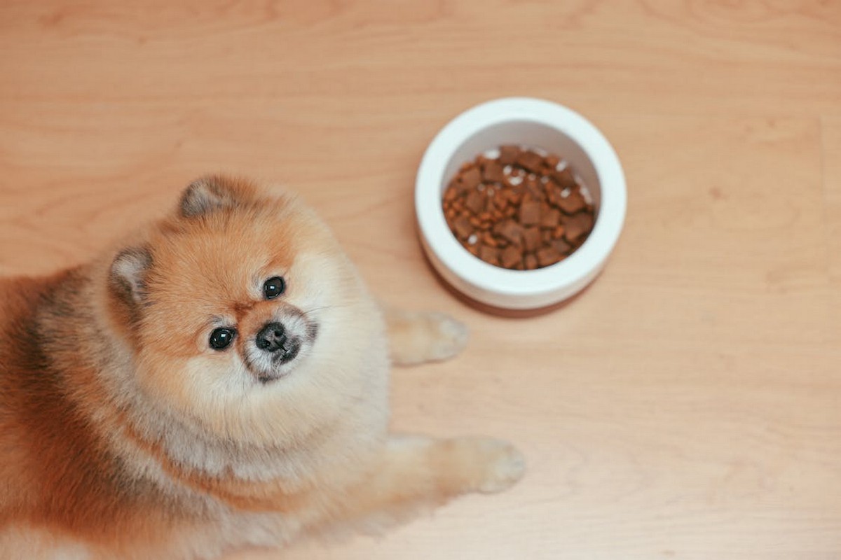 Alimentazione del Cane: Crocchette, dieta industriale e casalinga