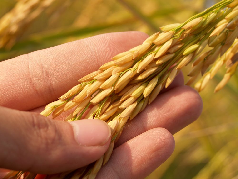 Da dove proviene il grano utilizzato per la pasta italiana?