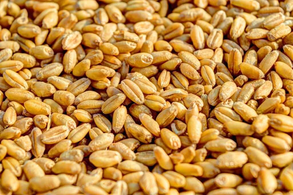 Il glutine che si trova nel grano moderno favorisce l’insorgere di celiachia e altre patologie?