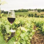 Vino: le principali tipologie e le loro caratteristiche