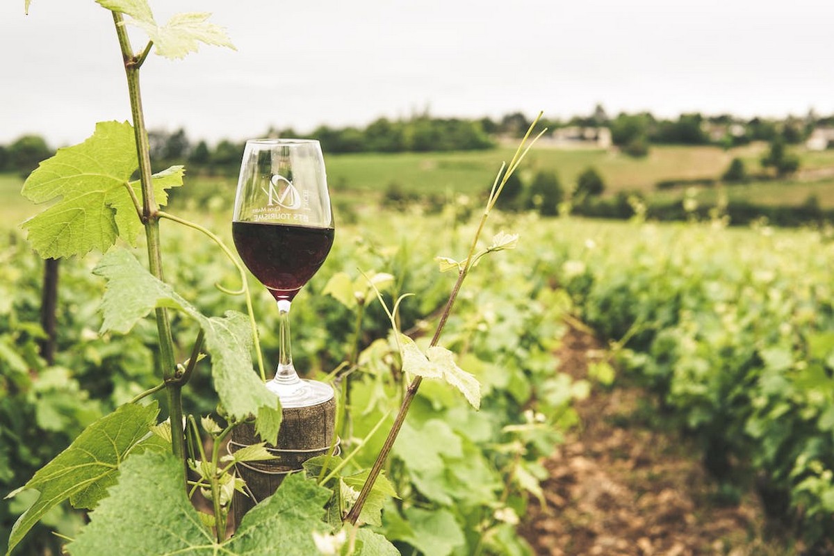 Vino: le principali tipologie e le loro caratteristiche