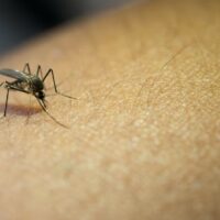 Zanzare e Repellenti fatti in casa