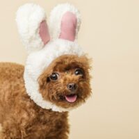 Cosa non dare agli animali a Pasqua