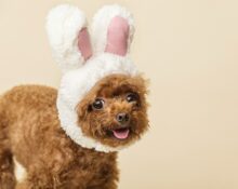Cosa non dare agli animali a Pasqua