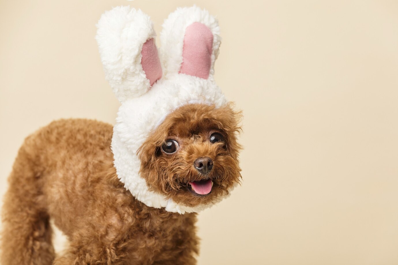 Cosa non dare agli animali a Pasqua