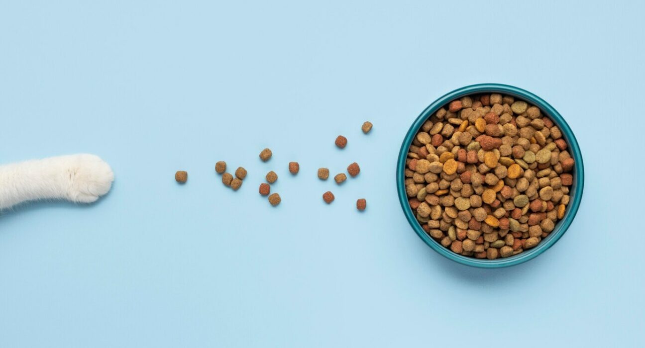 I migliori alimenti per cani e gatti in base all'età e alle necessità nutrizionali