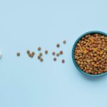 I migliori alimenti per cani e gatti in base all'età e alle necessità nutrizionali