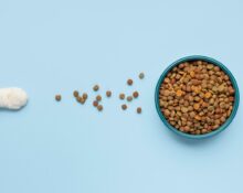 I migliori alimenti per cani e gatti in base all'età e alle necessità nutrizionali