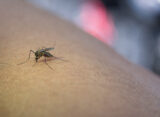 Zanzare in casa? Ecco come liberarsene (senza impazzire)